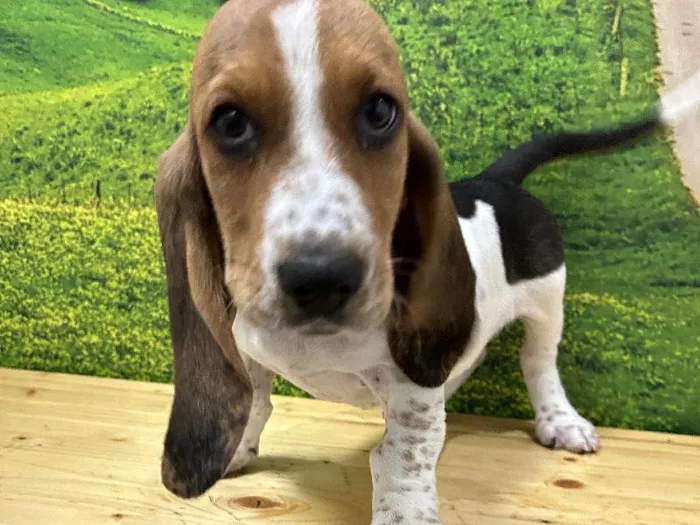 Female Basset Hound Puppy for Sale in Lee's Summit, MO