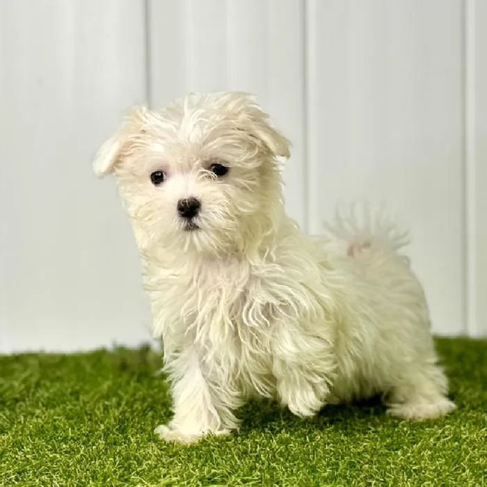 Female Maltese Puppy for Sale in Lee's Summit, MO