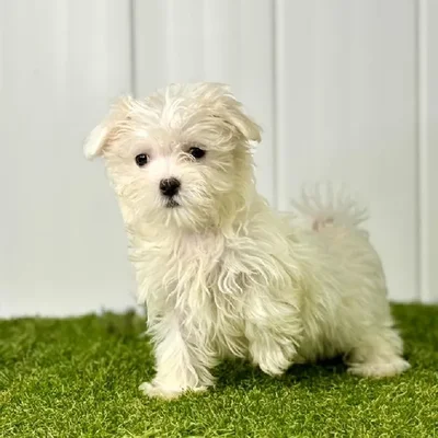 Female Maltese Puppy for Sale in Lee's Summit, MO