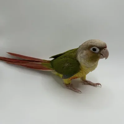 Unknown Pineapple Conure Bird for Sale in Lee's Summit, MO