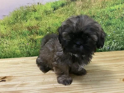 Male Shih Tzu Puppy for Sale in Lee's Summit, MO