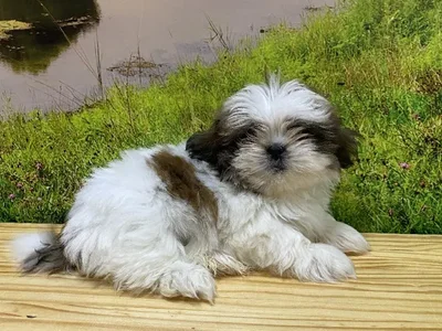 Female Shih Tzu Puppy for Sale in Lee's Summit, MO