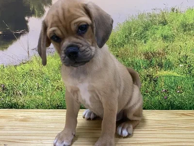 Male Puggle Puppy for Sale in Lee's Summit, MO