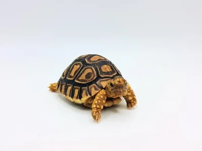 Unknown Leopard Tortoise Reptile for Sale in Lee's Summit, MO