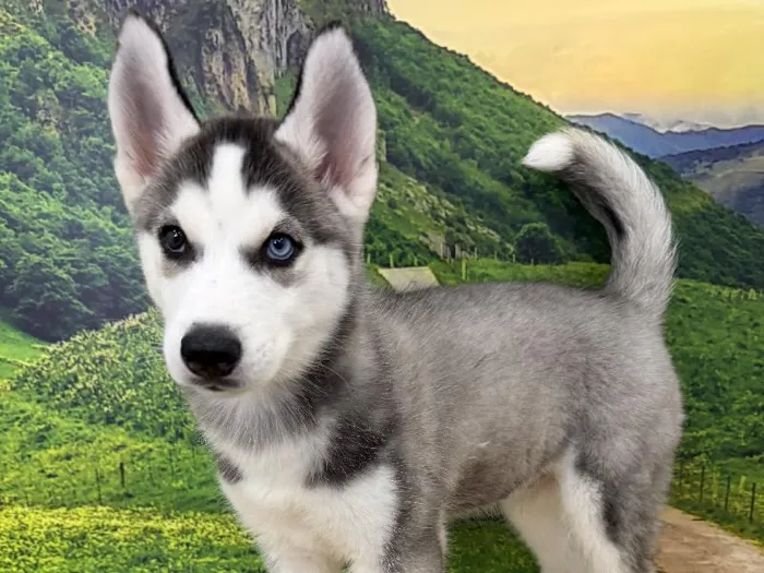 Male Siberian Husky Puppy for Sale in Lee's Summit, MO