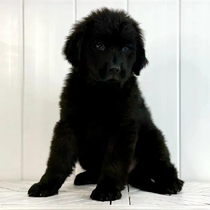 Female Newfoundland puppy named Amethyst for sale at Summit Zoo.