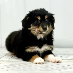 Female Mini Austrailian Shepard puppy named Pearl for sale at Summit Zoo.
