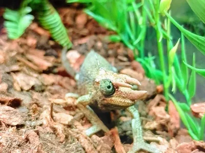 Female Jacksons Cameleon Reptile for Sale in Lee's Summit, MO