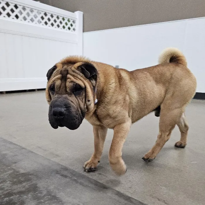 Male Shar-Pei Adoption Adoption Dog for Sale in Lee's Summit, MO