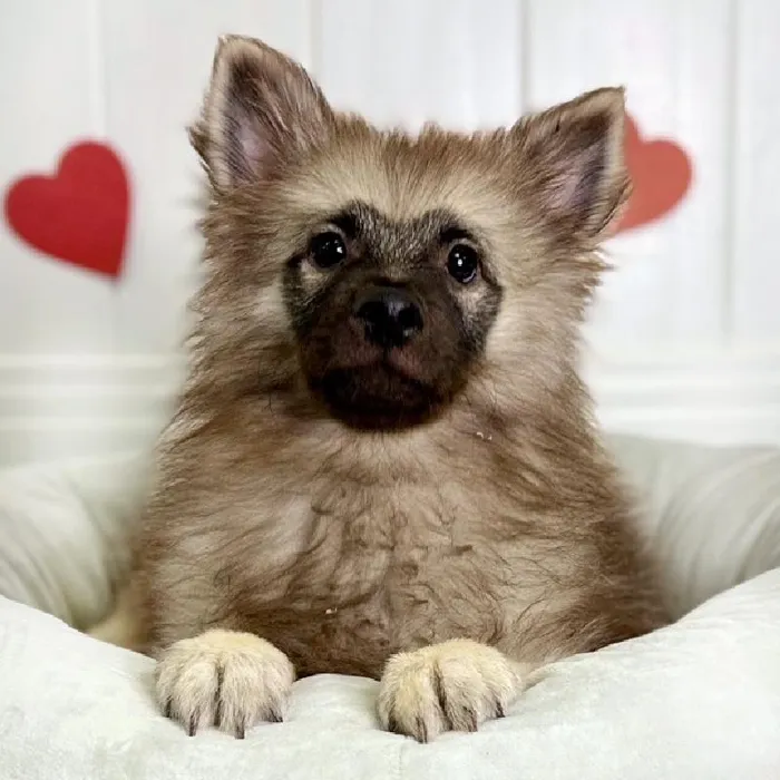 Male Keeshond Puppy for Sale in Lee's Summit, MO