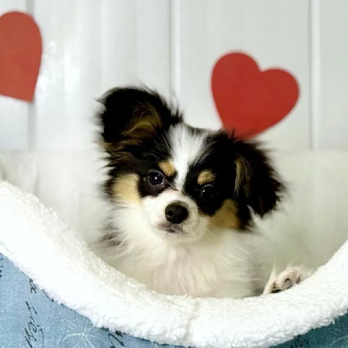 Female Papillon Puppy for Sale in Lee's Summit, MO
