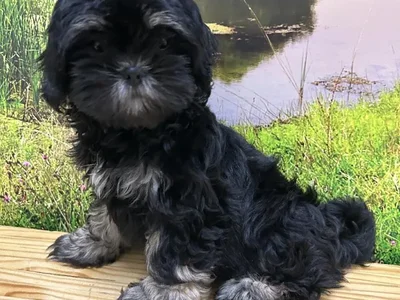 Female Lhasa Apso Puppy for Sale in Lee's Summit, MO