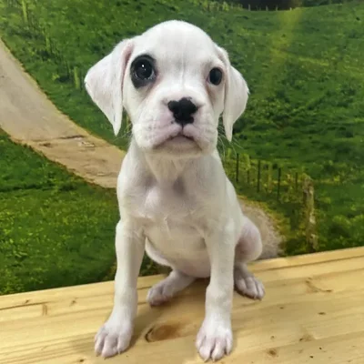 Female Boxer Puppy for Sale in Lee's Summit, MO