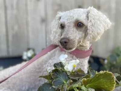 Female Toy Poodle Adoption Adoption Dog for Sale in Lee's Summit, MO