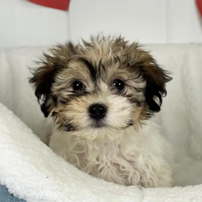 Female Havanese Puppy for Sale in Lee's Summit, MO