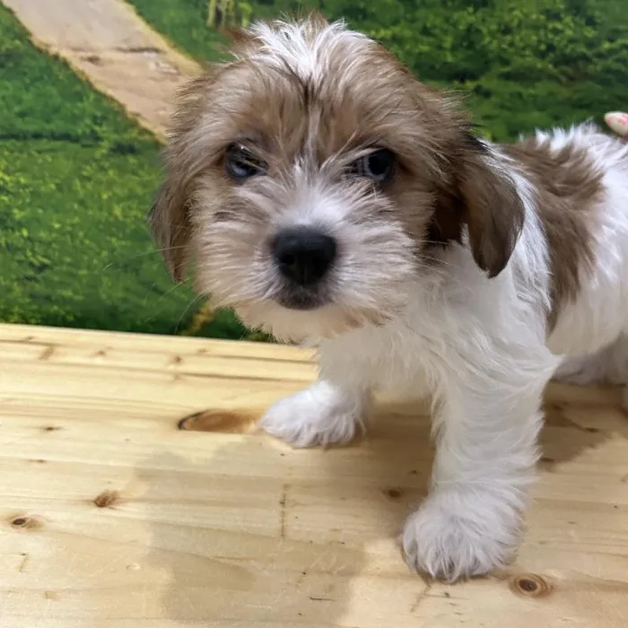 Female Shorkie Puppy for Sale in Lee's Summit, MO
