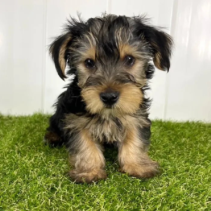 Male Yorkie Puppy for Sale in Lee's Summit, MO