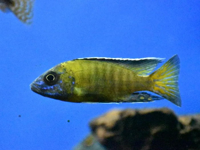 Unknown African Cichlid Freshwater Fish for Sale in Lee's Summit, MO