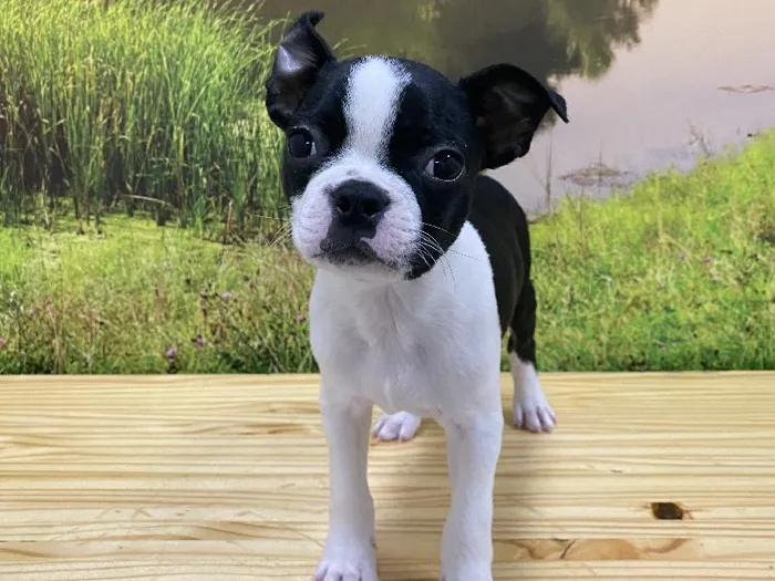 Male Boston Terrier Puppy for Sale in Lee's Summit, MO