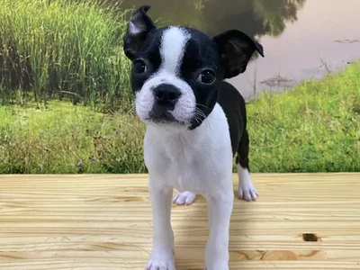 Male Boston Terrier Puppy for Sale in Lee's Summit, MO