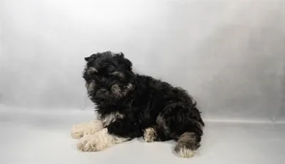 Female Mini Schnauzer puppy named Pinky for sale at Summit Zoo.