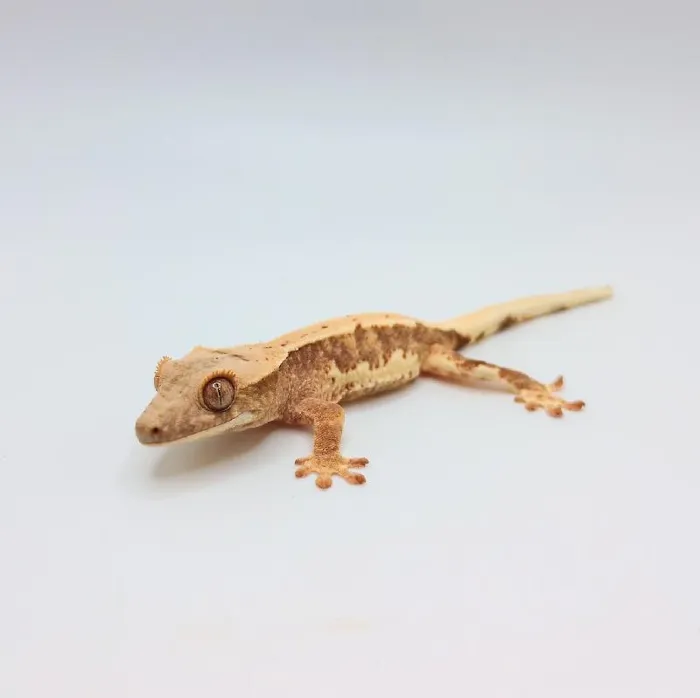 Unknown Lilly White Creasted Gecko Reptile for Sale in Lee's Summit, MO
