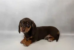 car_main_img_/media/ap_media/pets/DQHUUKYDGZTP34474.webp.250x250_q85.webp