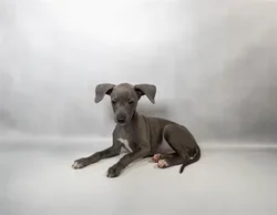car_main_img_/media/ap_media/pets/DRNLWPQMYBYS34476.webp.250x250_q85.webp