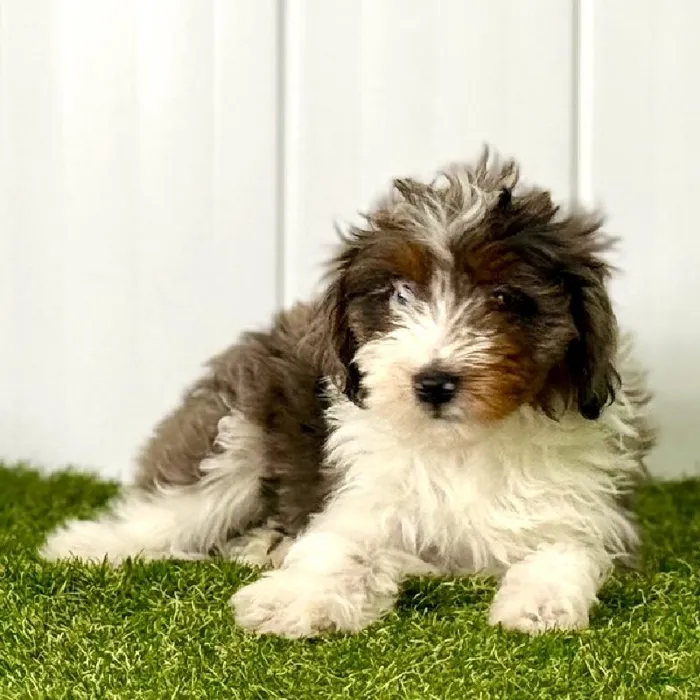 Female Australian Shepherd-Poodle Toy Puppy for Sale in Lee's Summit, MO