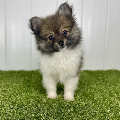 Female Pomeranian Puppy for Sale in Lee's Summit, MO