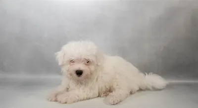 Male Maltese puppy named Captain  America for sale at Summit Zoo.