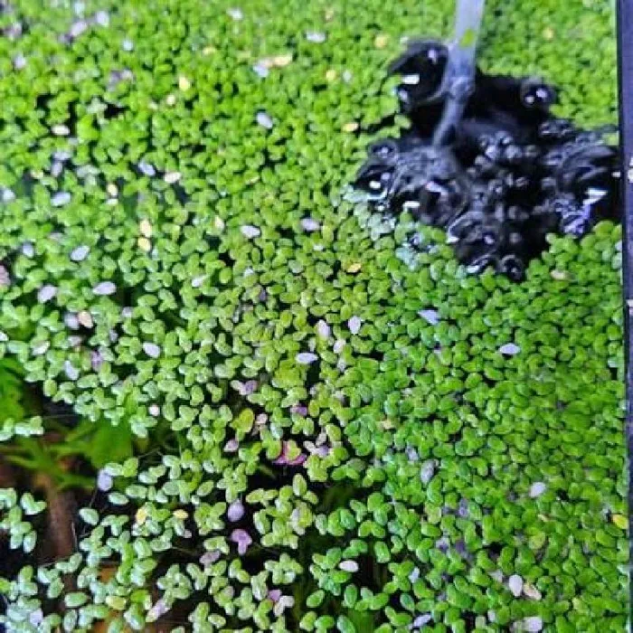 Unknown Duck Weed freshwater plant for sale at Summit Zoo.