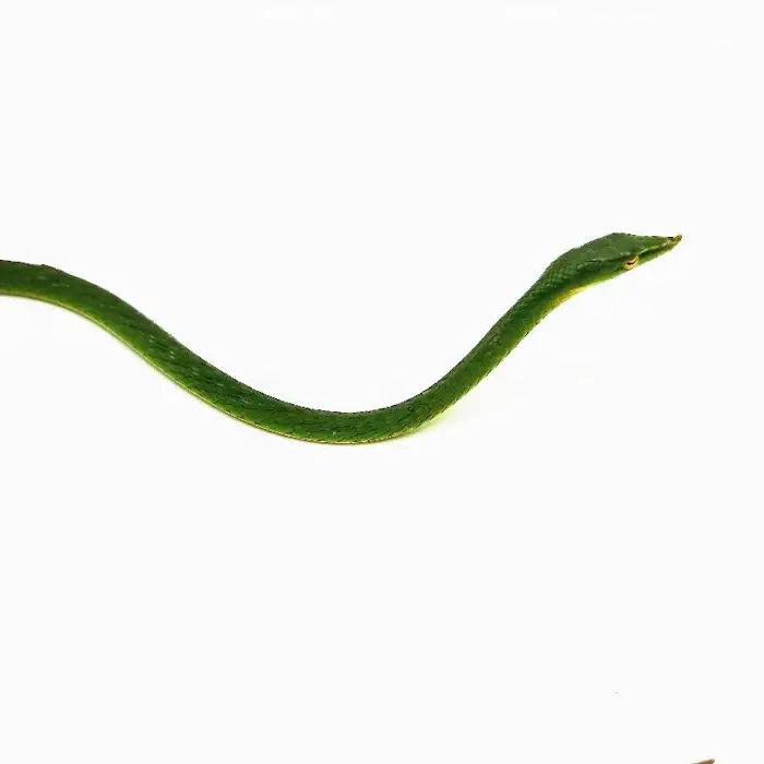 Unknown Asian Green Vine Snake Reptile for Sale in Lee's Summit, MO