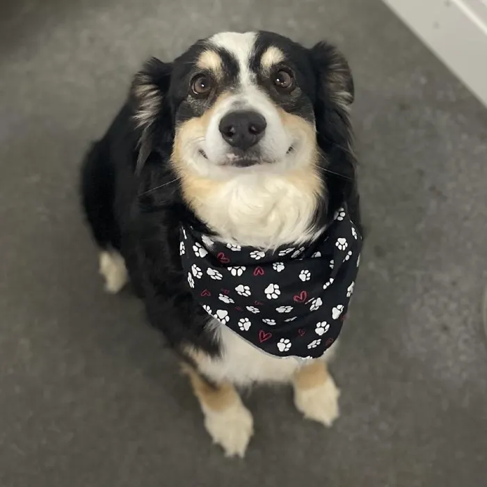 Female Australian Shepard (Adoption) Adoption Dog for Sale in Lee's Summit, MO