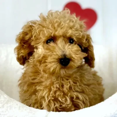 Male Poodle Puppy for Sale in Lee's Summit, MO