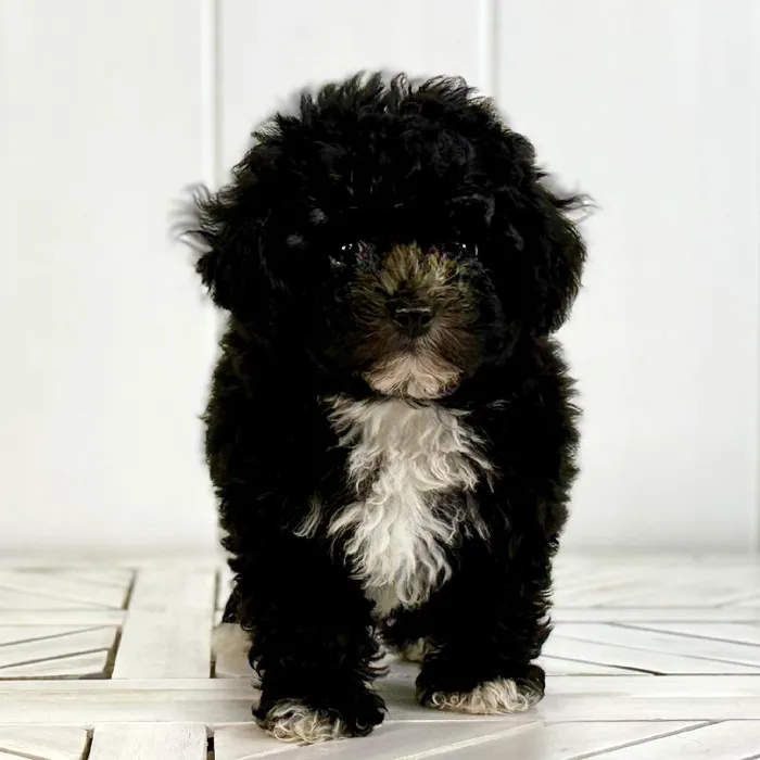 Male Poodle Toy puppy named Jack for sale at Summit Zoo.