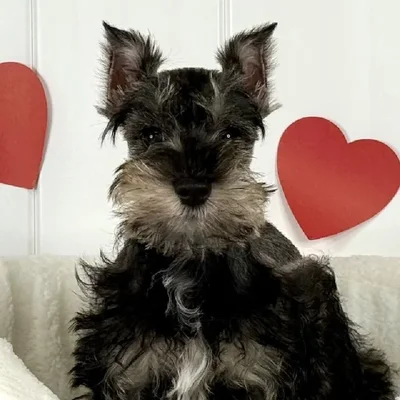 Female Mini Schnauzer Puppy for Sale in Lee's Summit, MO