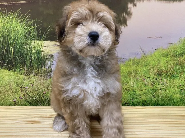 Male Yochon Puppy for Sale in Lee's Summit, MO