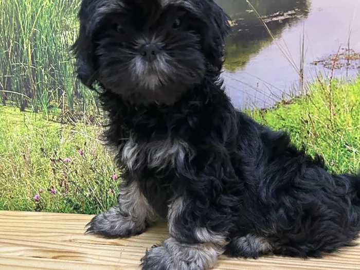 Female Lhasa Apso Puppy for Sale in Lee's Summit, MO