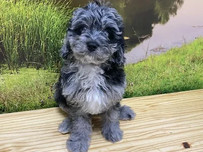 Female Cavapoo Puppy for Sale in Lee's Summit, MO