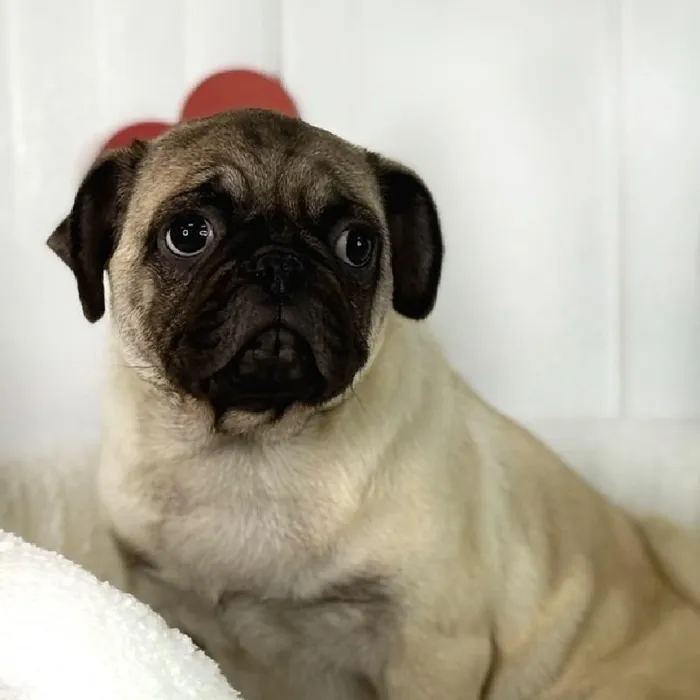 Female Pug Puppy for Sale in Lee's Summit, MO