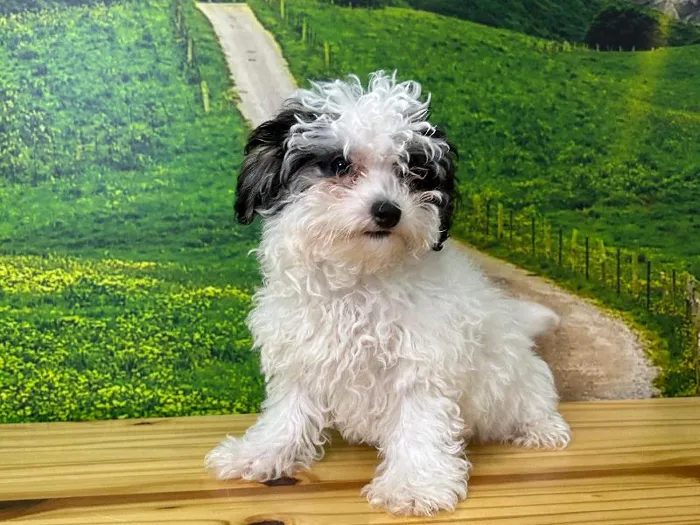 Female Havapoo Puppy for Sale in Lee's Summit, MO