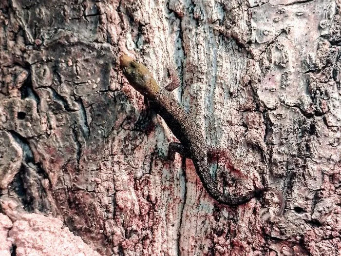 Unknown Yellow Headed Dwarf Gecko Reptile for Sale in Lee's Summit, MO