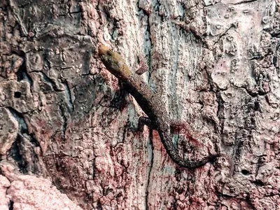 Unknown Yellow Headed Dwarf Gecko Reptile for Sale in Lee's Summit, MO