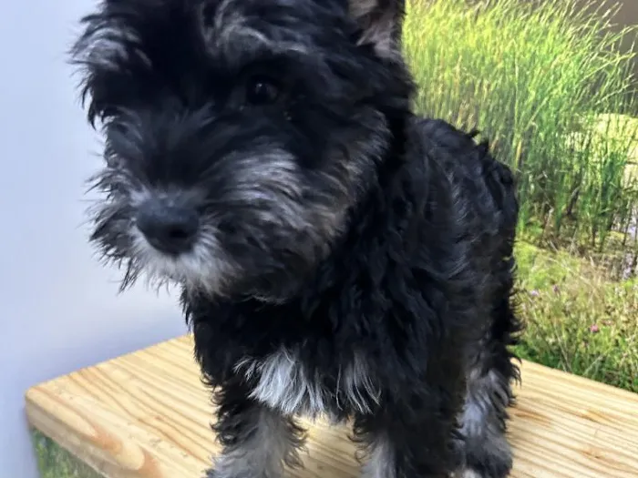 Male Mini Schnauzer Puppy for Sale in Lee's Summit, MO