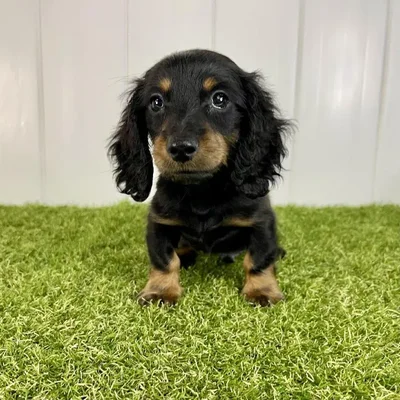 Male Dachshund Puppy for Sale in Lee's Summit, MO