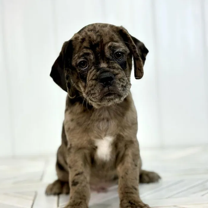 Male Puggle puppy named Ghost for sale at Summit Zoo.
