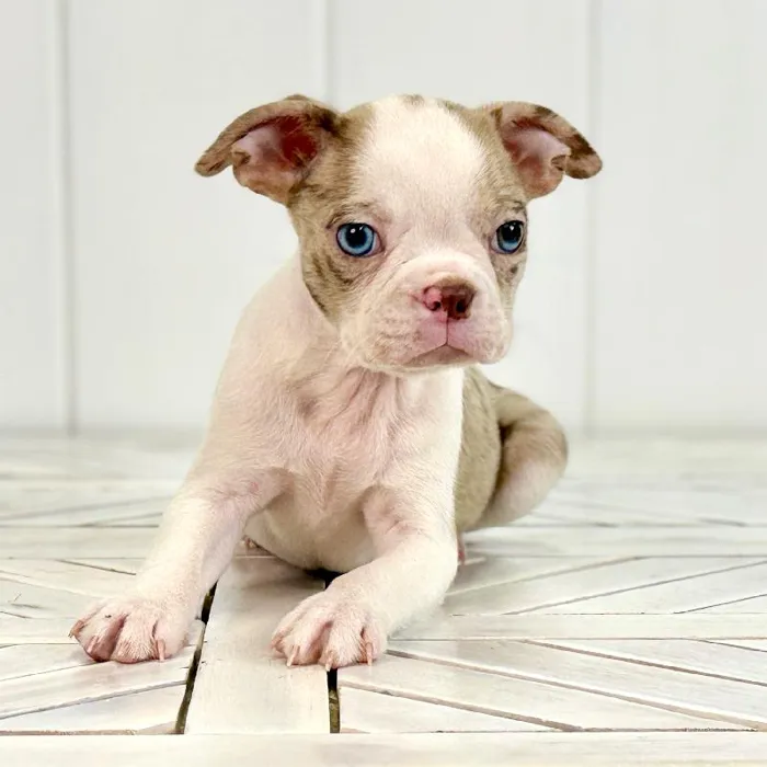 Male Boston Terrier puppy named Willie for sale at Summit Zoo.