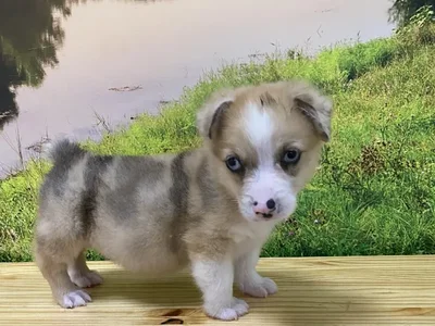 Male Auggie Puppy for Sale in Lee's Summit, MO