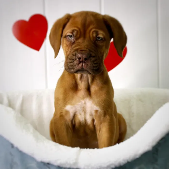 Female Dogue De Bordeaux Puppy for Sale in Lee's Summit, MO